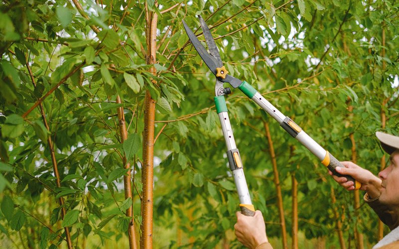 Tree trimming in Sunbury, NC