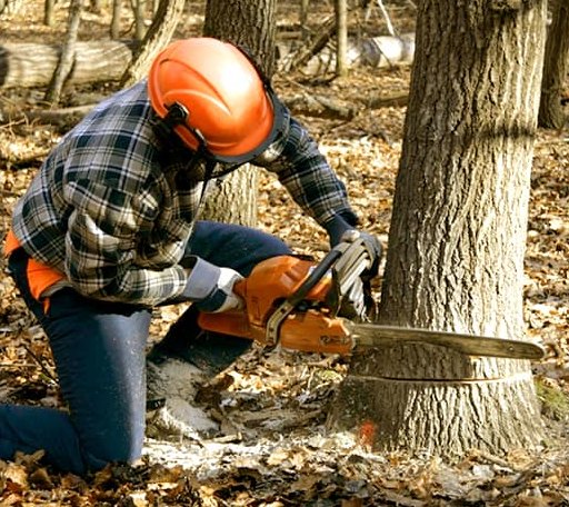 Tree Removal in Sunbury, NC